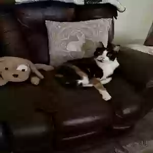 adoptable Cat in Corpus Christi, TX named Unknown