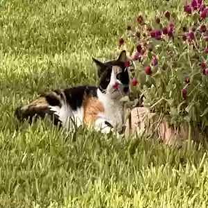 /images/pets/original/2182115_actual_two.webp