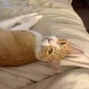 adoptable Cat in Birmingham, AL named Leo