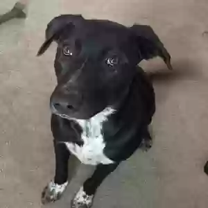 adoptable Dog in Lithonia, GA named Nova