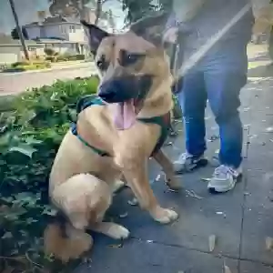 adoptable Dog in Santa Clara, CA named Nala