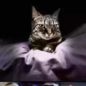adoptable Cat in Columbia, MO named Lilah