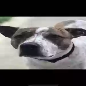 adoptable Dog in Bremen, GA named Barrett