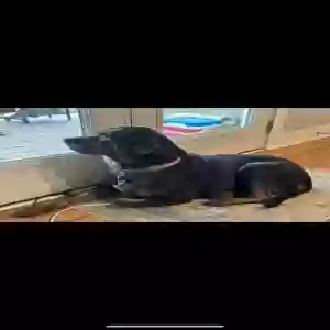 adoptable Dog in Bremen, GA named Izzy