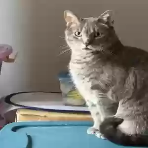 adoptable Cat in Westland, MI named Puma