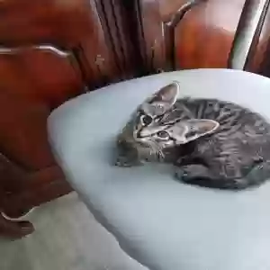 adoptable Cat in Myrtle Beach, SC named Unknown