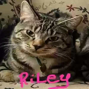 adoptable Cat in Nazareth, PA named Riley