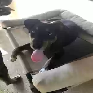 adoptable Dog in Magee, MS named Elvis