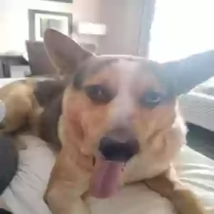 adoptable Dog in Happy Camp, CA named Baby Boy