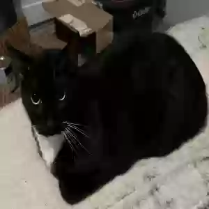 adoptable Cat in Atlanta, GA named Blackie