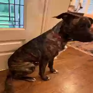 adoptable Dog in Dallas, TX named Creek