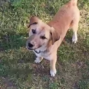 adoptable Dog in Vilonia, AR named Squeak