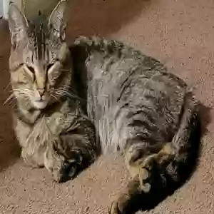 adoptable Cat in Franklin, OH named Stella