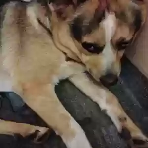 adoptable Dog in Medford, OR named Babyboy