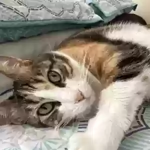 adoptable Cat in Woodbridge, VA named Unknown