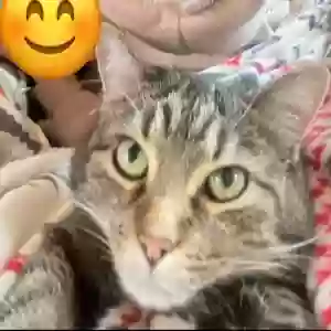 adoptable Cat in Birmingham, AL named Mirra
