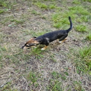 adoptable Dog in Bybee, TN named No name puppy