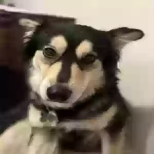 adoptable Dog in Addison, IL named Bella