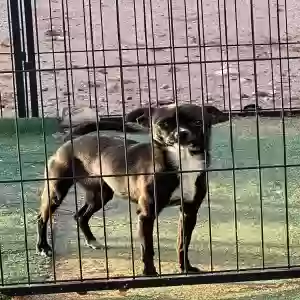 adoptable Dog in Midland, TX named Piper