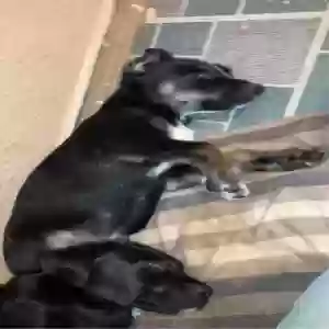 /images/pets/original/2182175_actual_two.webp