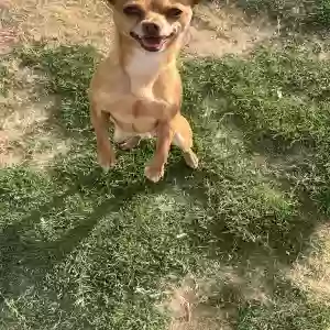 adoptable Dog in Midland, TX named Peanut