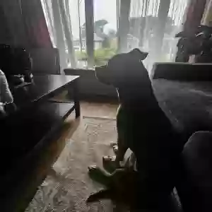 adoptable Dog in Chicago, IL named Jax