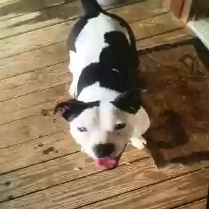 adoptable Dog in Kings Mountain, KY named Moxie 
