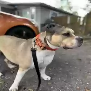 adoptable Dog in Lakeland, FL named Luna