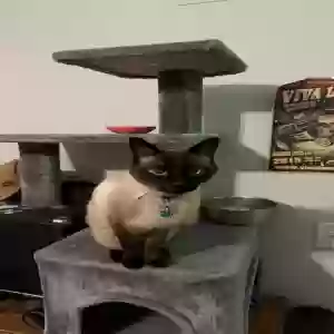 adoptable Cat in North Las Vegas, NV named Buddy