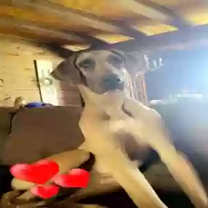 adoptable Dog in Bethel, OH named Halo
