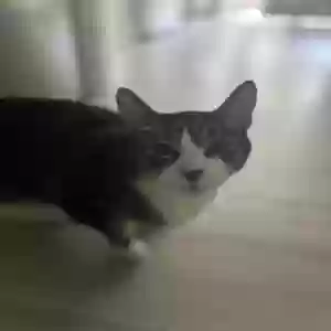 adoptable Cat in Bushkill, PA named Milo