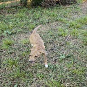 adoptable Dog in Bybee, TN named It is a puppie