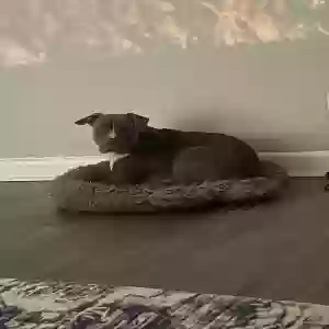 adoptable Dog in Norcross, GA named Rebel