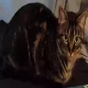 adoptable Cat in Rochester, MI named Chicki