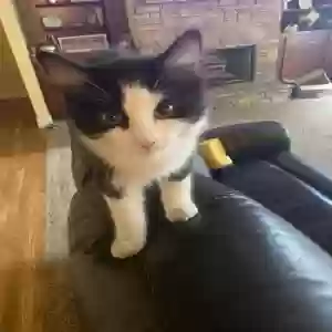 adoptable Cat in Dacula, GA named Unknown