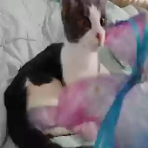 adoptable Cat in Rochester, MI named Baby of Chicki