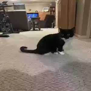 adoptable Cat in Olathe, KS named Oreo