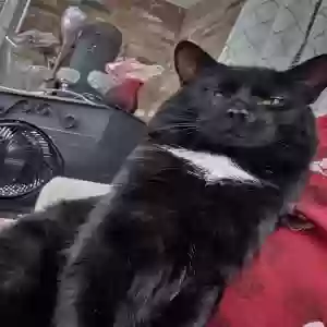 adoptable Cat in Plantsville, CT named Oreo