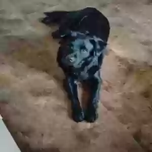 adoptable Dog in Adger, AL named Thor