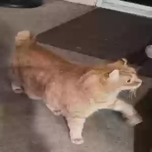 adoptable Cat in Mission Viejo, CA named Twitch