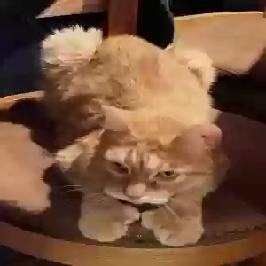 adoptable Cat in Mission Viejo, CA named Lyncoln