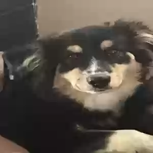 adoptable Dog in Newark, NJ named Leo