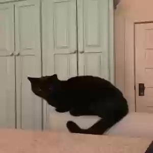 adoptable Cat in Augusta, GA named Kiki