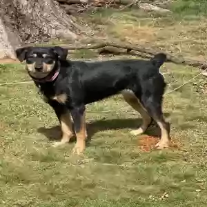 adoptable Dog in Guthrie, OK named Athena