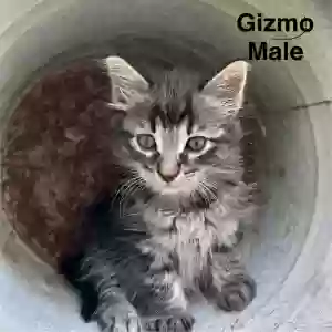 adoptable Cat in Arlington, TX named Gizmo