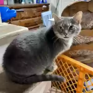 adoptable Cat in Marietta, GA named Polly