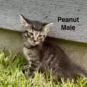 adoptable Cat in Arlington, TX named Unknown