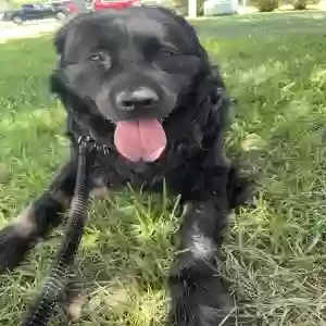 adoptable Dog in Fayetteville, NC named Lobo