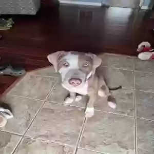 adoptable Dog in Montgomery, IL named Rumi