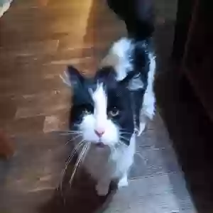 adoptable Cat in Stevens Point, WI named Oreo